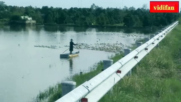 raising ducks in flooded fields - 在被淹的田野里养鸭子 - बाढ़ वाले खेतों में बत्तखें पालना - প্লাবিত মাঠে হাঁস পালন - Entenzucht auf überfluteten Feldern - Criar patos en campos inundados - تربية البط في الحقول التي غمرتها المياه - 浸水した田んぼでアヒルを育てる - Élever des cana