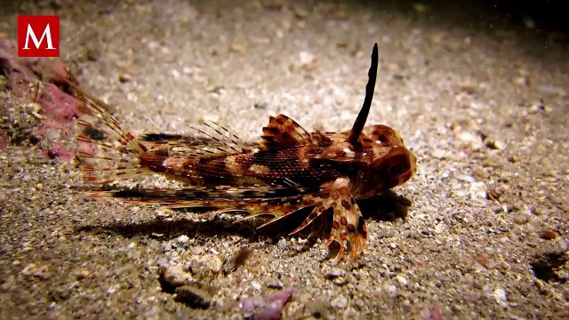 El increíble hallazgo de los petirrojos de mar: ¿Peces con patas y alas?