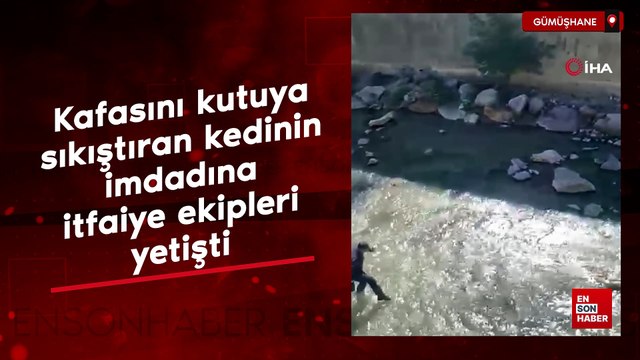 Gümüşhan'de kafasını kutuya sıkıştıran kedinin imdadına itfaiye ekipleri yetişti