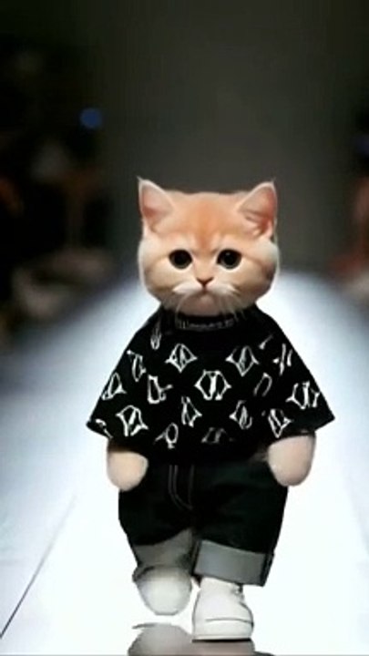 Cat cartoon video