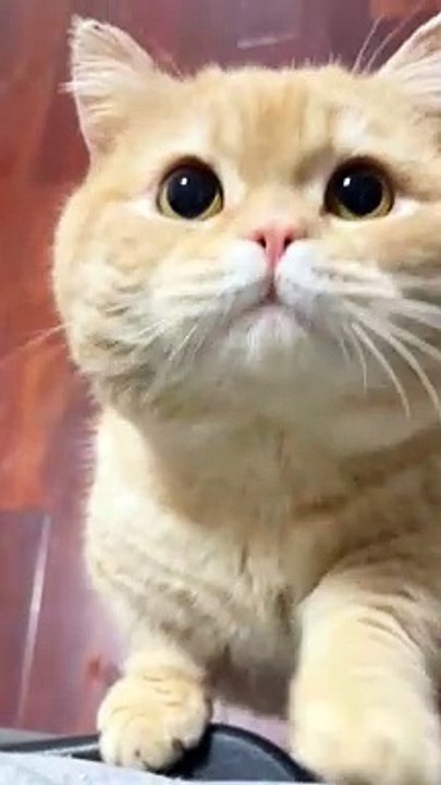 Meow Billi 