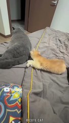 Fight  #catshorts  #funny #pets #ytshorts  @Star_14672