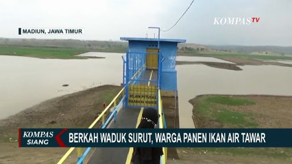 Puncak Musim Kemarau, Warga Sekitar Waduk Dawuhan Manfaatkan Air Surut untuk Panen Ikan Air Tawar!