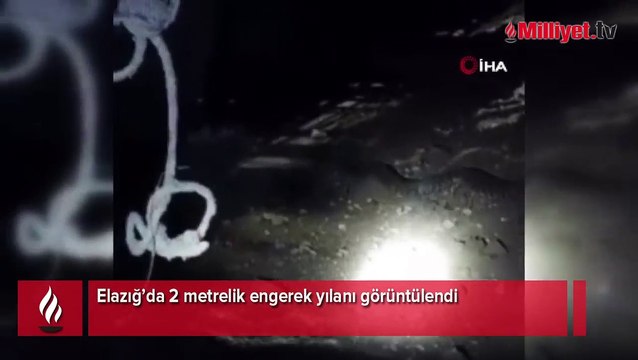 Elazığ’da 2 metrelik engerek yılanı görüntülendi