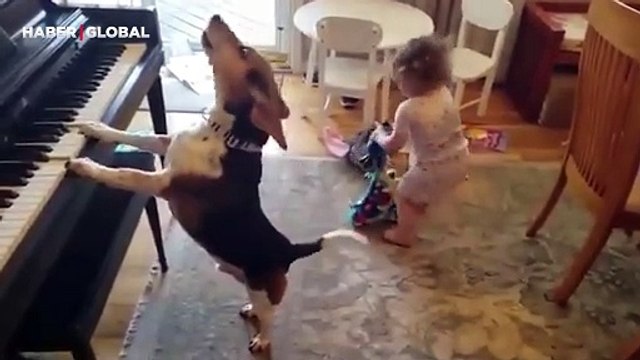 Piyano çalıp şarkı söyleyen köpeğin görüntüleri viral oldu