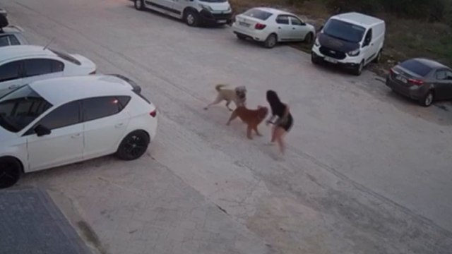 Köpeğini başıboş köpeklerden korumak için kendini siper etti!