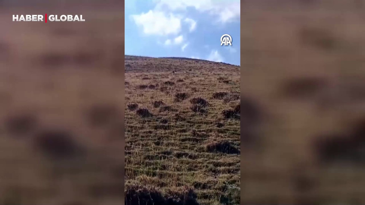Yer Ağrı: Ormanın hayaleti böyle görüntülendi!