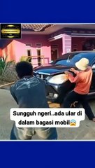 Ada ular di dalam mobil