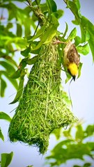 Bird making nest on the tree