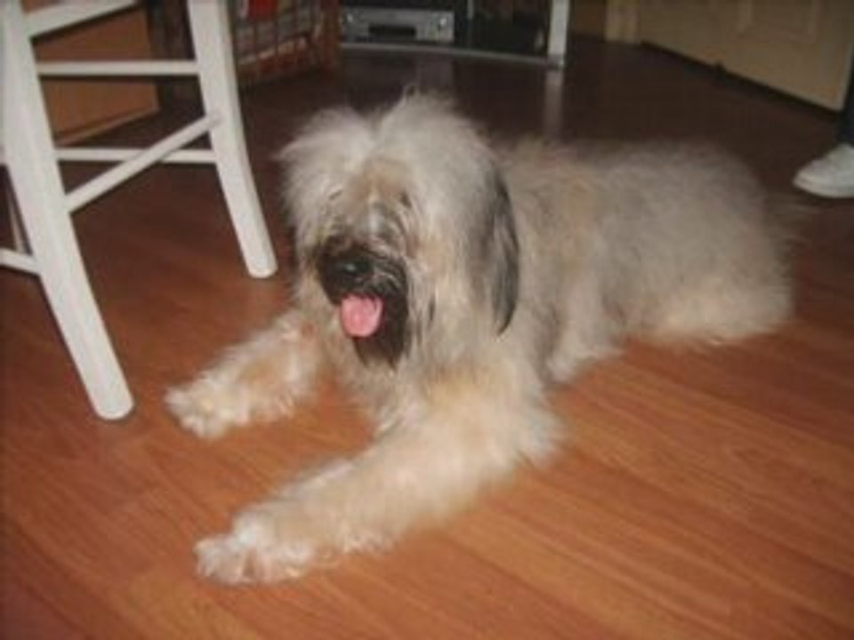 Toilettage Arsouille