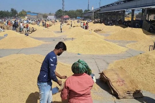 Kota Mandi Bhav : गेहूं, सोयाबीन तेज, कृषि जिंसों की आवक 80000 कट्टे
