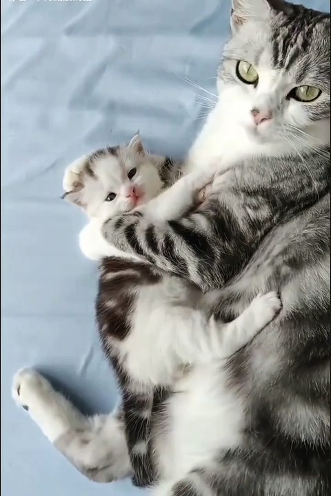 Funniest animals 2024 - best funny animals videos #funny #reels #shortvideo #shorts #animals #funnyanimals