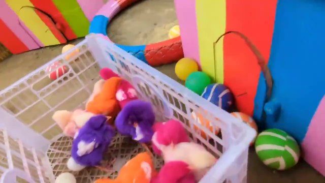 World Cute Chickens, Colorful Chickens, Rainbows Chickens, Cute Ducks, Cat, Rabbits,Cute Animals