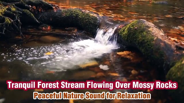 Tranquil Forest Stream Flowing Over Mossy Rocks | Peaceful Nature Sound for Relaxation Description: Experience the calming flow of a forest stream as it gently cascades over moss-covered rocks. Surrounded by autumn leaves, this peaceful water sound is