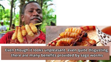 Rich in Protein, Here are 5 Health Benefits of Sago Caterpillars