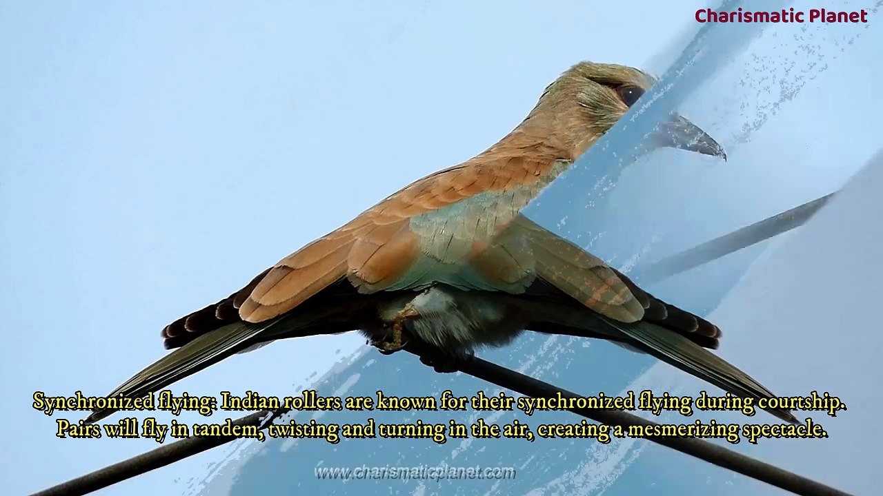 Indian Roller Rare Facts You Should Know