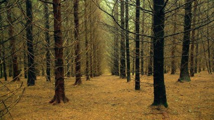 Le temps des forêts