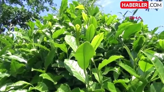 ÇAYKUR, yaş çay bedeli ödemelerine başladı! Üreticilere 1 milyar 719 milyon lira ödenecek