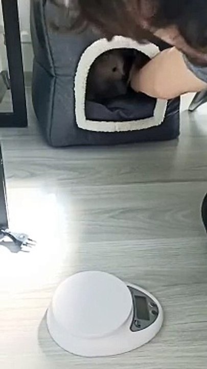 Cat video