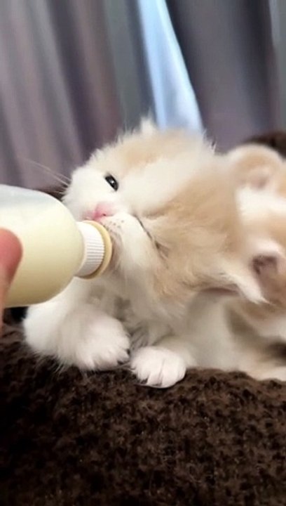 Cat cartoon video