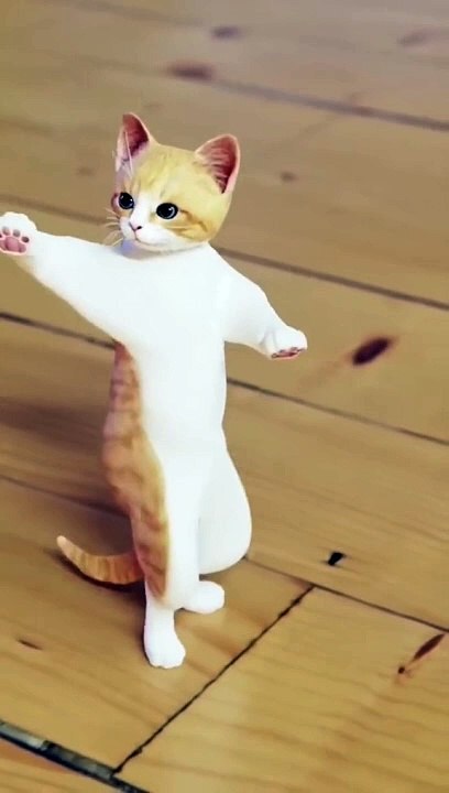 Cat funny video