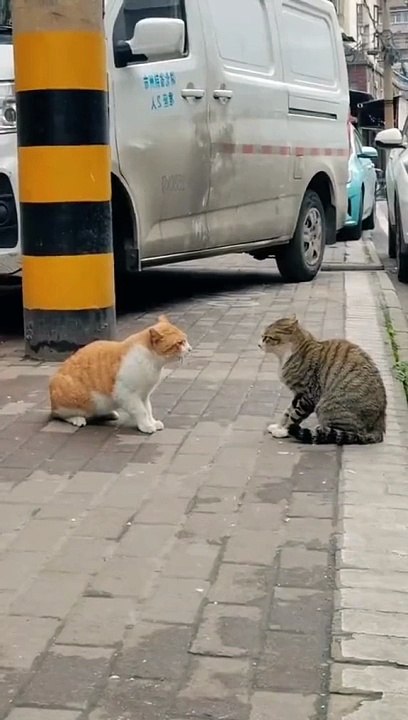Cat funny video
