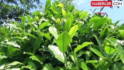 ÇAYKUR, yaş çay bedeli ödemelerine başladı