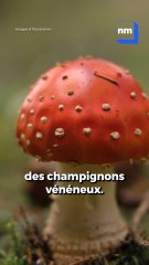Des champignons vénéneux vendus sur un marché du Sud de la France