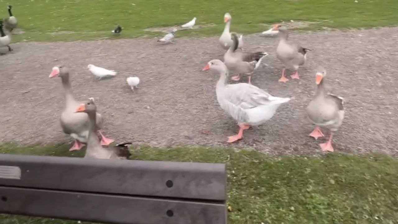 Feeding ducks goes hilariously wrong when they follow girl for more feed