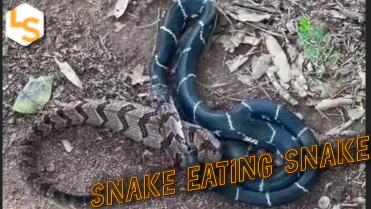 It’s A Snake Eat Snake World Out There video Dailymotion