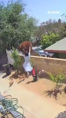 Una señora de 50 años agrede así a un oso gigante para defender a sus perros en su casa