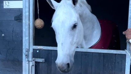 Lively horse makes funny faces as if he had gone mad