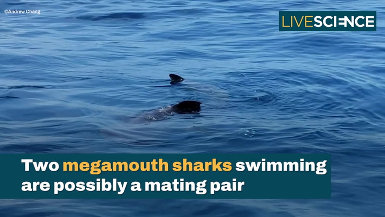 Rare Megamouth Shark Sighting video Dailymotion