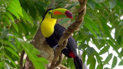Âm nhạc thư giãn trị liệu với cảnh đẹp nhân gian - Hương rừng