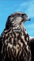 Peregrine Falcon vs. Golden Eagle #followme #follow #fyp