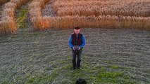 Intricate pattern Of 'Etchilhampton Crop Circle' unfold as drone flies higher