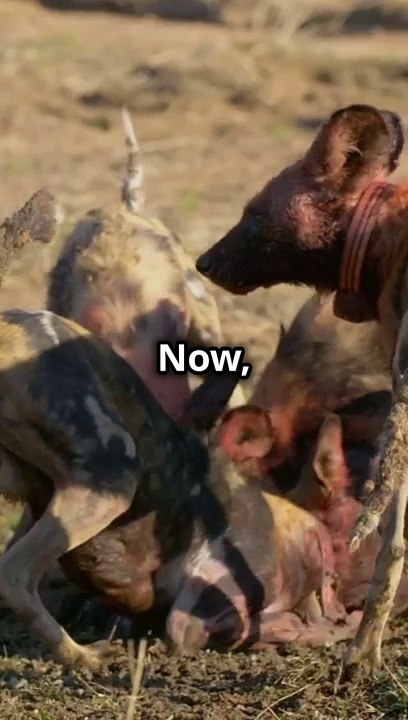 Hyenas vs Dogs: The Ultimate Showdown!