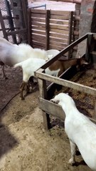 #trending #usa #viral #shortvideo #baby #pet #animals #goats #bakra #bakramandi