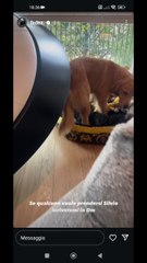 silvio rischia di essere cacciato di casa