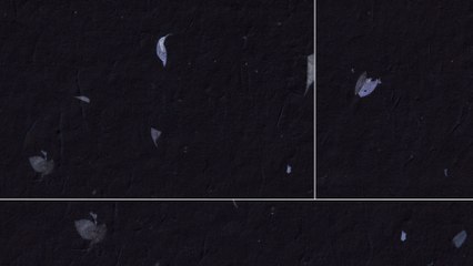 20 Blue Petals Black Paper Textures