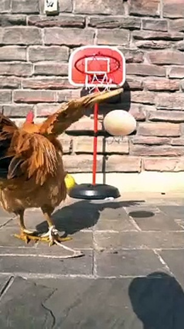 ⁣Hen playing basketball