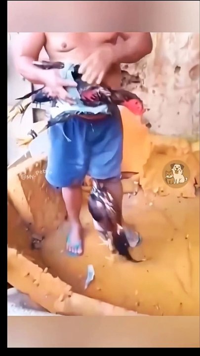 Animal funny move
