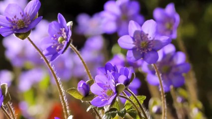 Flower delivery to Bulgaria