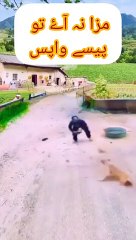 Man catch a dog and teach a lesson,,,