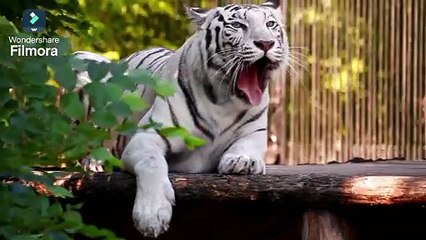 White tiger resting and yawning