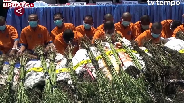 Polres Lumajang Ungkap Ladang Ganja di TN Bromo