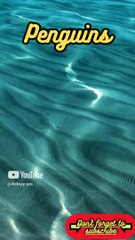 Animal Facts        Penguins          #shorts