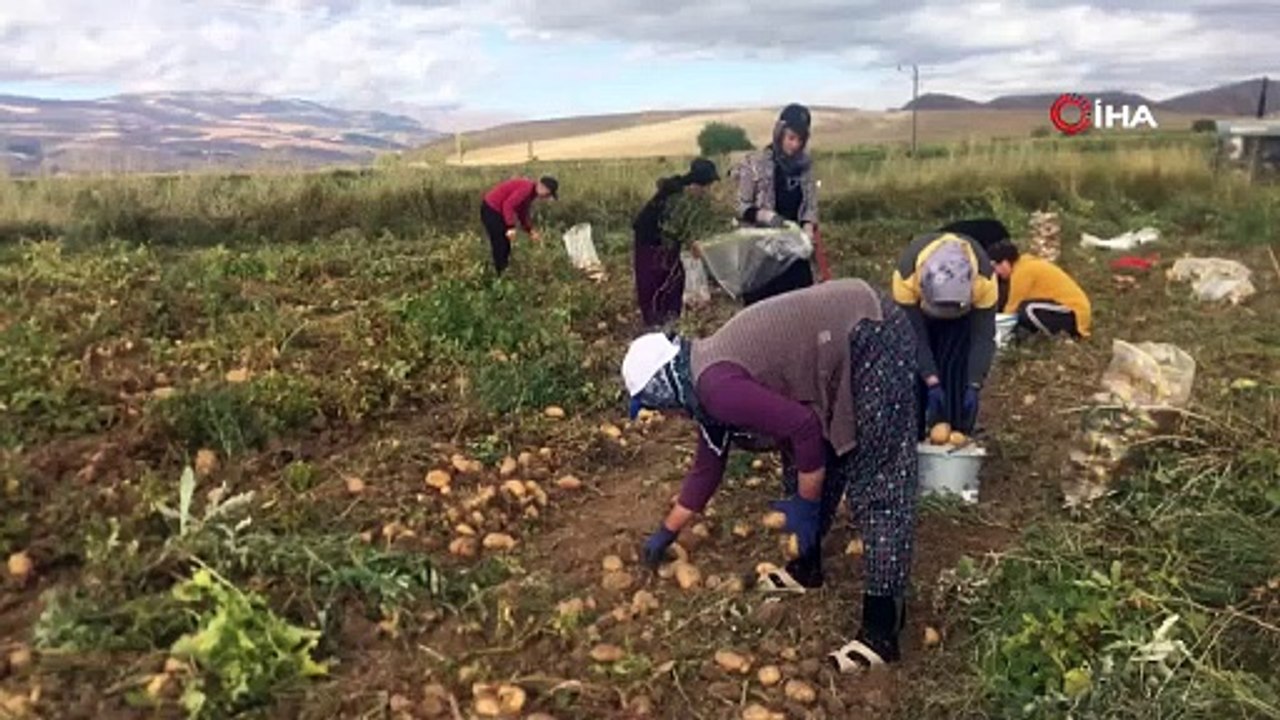 Erzincan’da hasat başladı