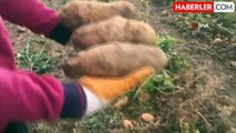 Erzincan'da Patates Hasadı Başladı