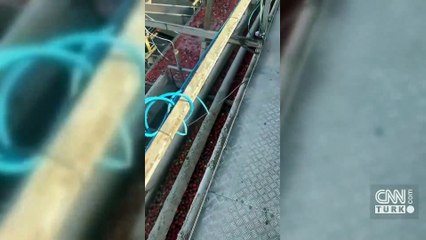 Meşhur salça fabrikasında hijyen dışı görüntüler! | Video Haber